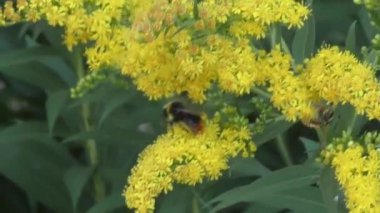 Bumblebee nektar toplar