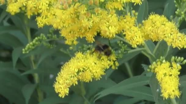 Hommel verzamelt nectar — Stockvideo