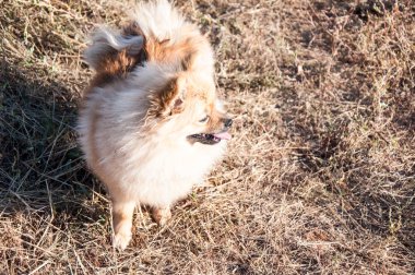 Spitz köpek ırkları