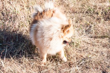 Spitz köpek ırkları