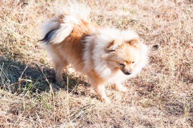 Spitz köpek ırkları