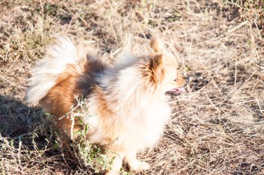 Spitz köpek ırkları