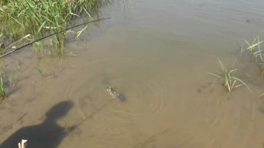 Balık çocuk yakalar 