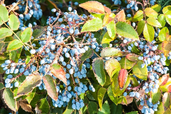 Blue-gray Berry mahonia — Stock Photo, Image