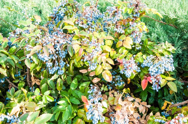 Blue-gray Berry mahonia