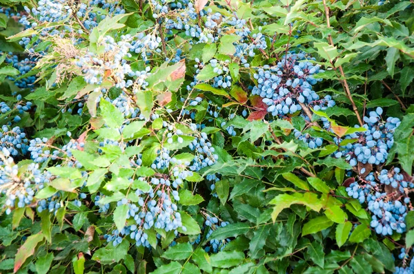 Μπλε-γκρι μούρο mahonia — Φωτογραφία Αρχείου