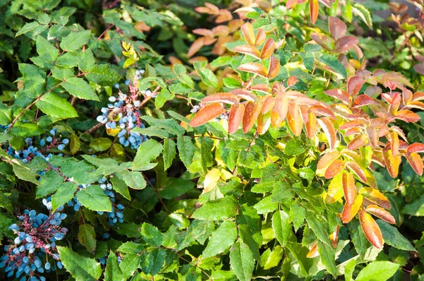 Blue-gray Berry mahonia — Stock Photo, Image