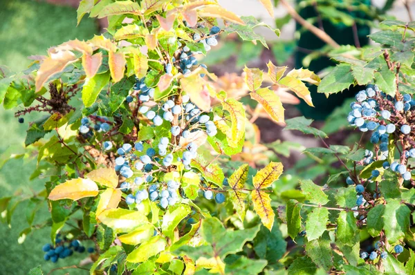 Mahonia di bacche blu-grigie — Foto Stock