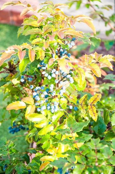 Mahonia di bacche blu-grigie — Foto Stock