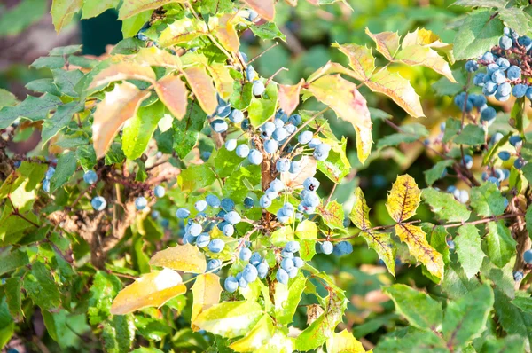 Μπλε-γκρι μούρο mahonia — Φωτογραφία Αρχείου