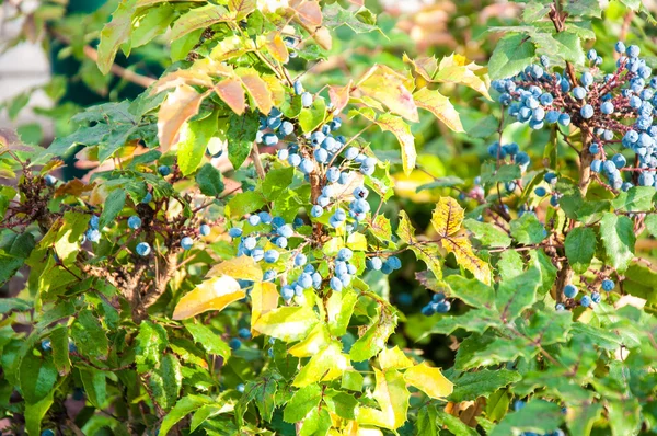 Blue-gray Berry mahonia — Stock Photo, Image