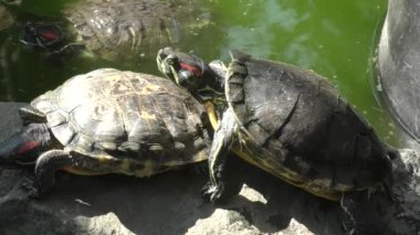 Tatlı su kaplumbağası (Lat. Trachemys scripta)
