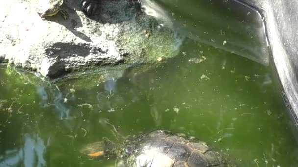 淡水龟 （南纬巴西彩龟) — 图库视频影像