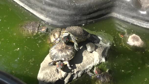 Freshwater tortoise (LAT. Trachemys scripta) — Stock Video
