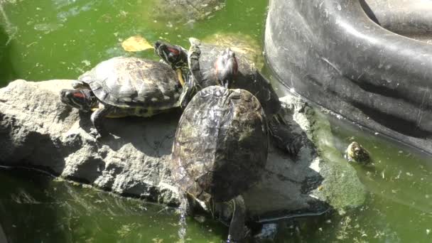 Tatlı su kaplumbağası (Lat. Trachemys scripta) — Stok video