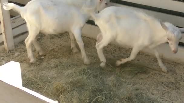 Die Ziege auf dem Bauernhof — Stockvideo