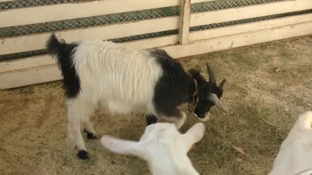 La chèvre à la ferme — Video