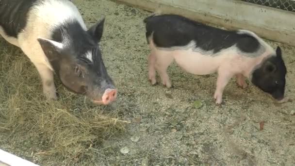Свинья на ферме — стоковое видео