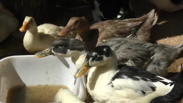 Duck on a summer farm — Stock Video