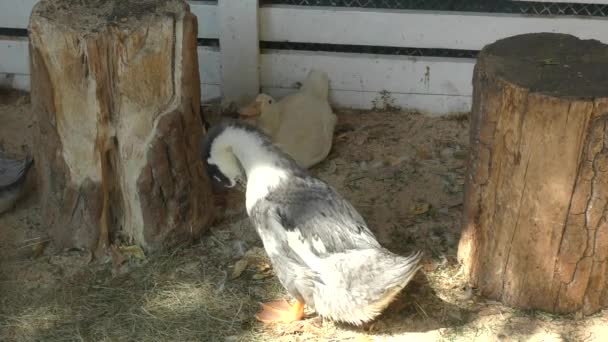 Duck on a summer farm — Stock Video