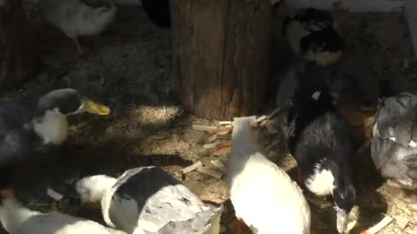 Bir yaz çiftlikte ördek — Stok video