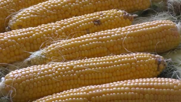 Gezuiverd uit bladeren van het oor van maïs — Stockvideo