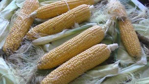 Purificado de las hojas de la espiga de maíz — Vídeos de Stock
