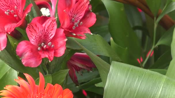 결혼식을 위해 꽃의 꽃다발 — 비디오