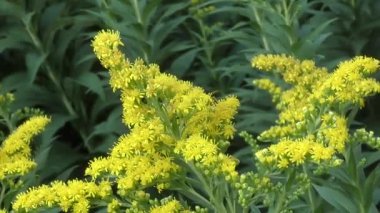 Böcek üzerinde sarı çiçek nektar toplar