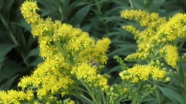 Böcek üzerinde sarı çiçek nektar toplar