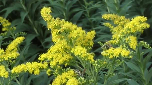 Rovar gyűjt nektár-sárga virág — Stock videók