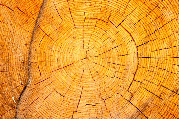 Wood texture in cross section — Stock Photo, Image