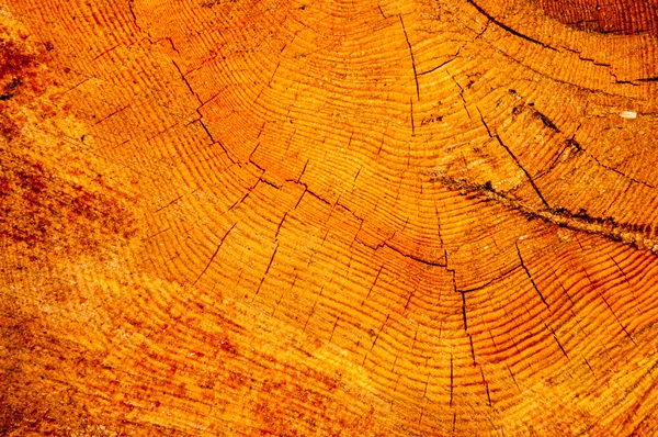 Wood texture in cross section — Stock Photo, Image