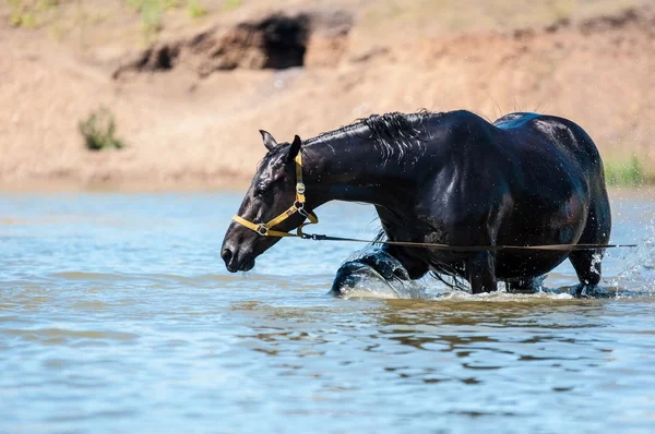 Caballos en el agua — Foto de Stock