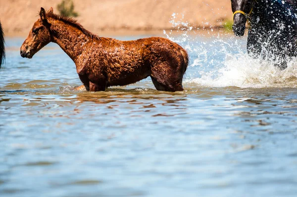 Caballos en el agua — Foto de Stock