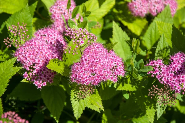 핑크 꽃 조 팝 나무 — 스톡 사진
