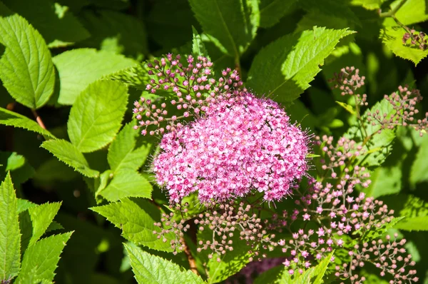 シモツケのピンクの花 — ストック写真