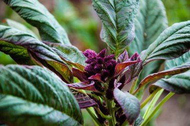 Amaranth Antikanser özellikleri vardır 