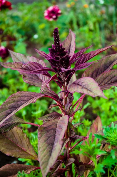 Amaranth has anticancer properties — Stock Photo, Image