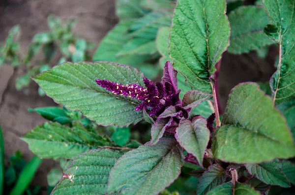 Amaranth har cancer egenskaper — Stockfoto