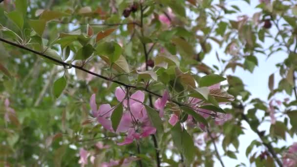 Manzana flor color rosa — Vídeo de stock