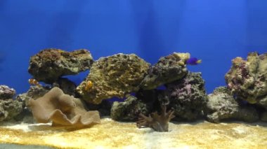 Exotische Fische im akvaryum