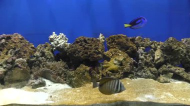 Exotische Fische im akvaryum