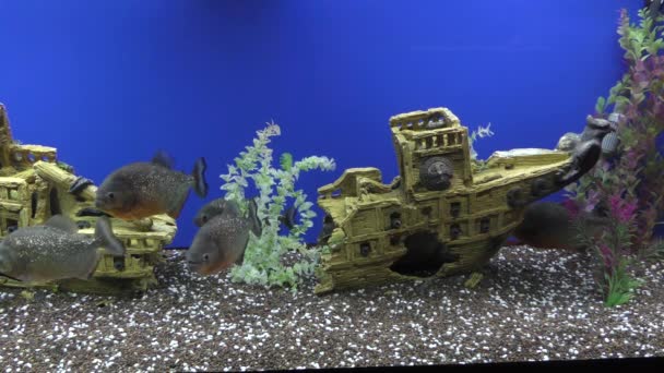 Exotische Fische im Aquarium — Video Stock