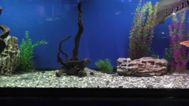 Exotische Fische im akvaryum