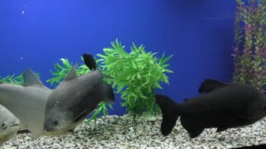 Exotische Fische im akvaryum