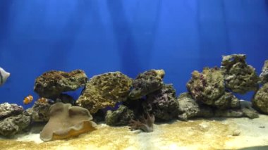Exotische Fische im akvaryum