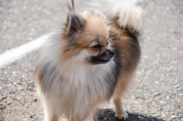 Razas de perros de Spitz — Foto de Stock