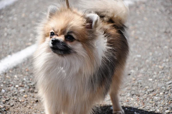 Raças de cães de Spitz — Fotografia de Stock