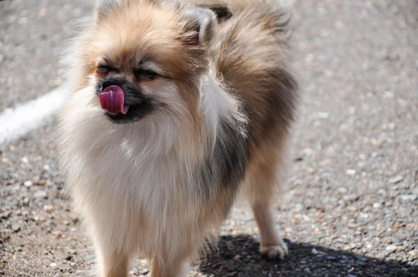 Raças de cães de Spitz — Fotografia de Stock